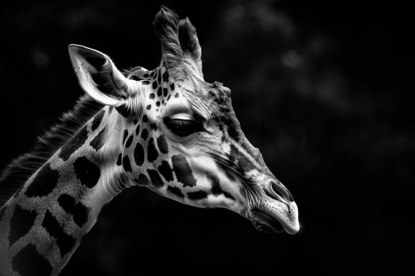 black and white animal photos