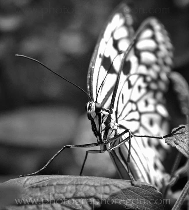 black and white animal pictures