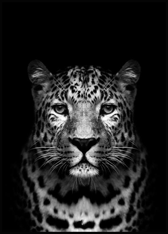 black and white animal pictures