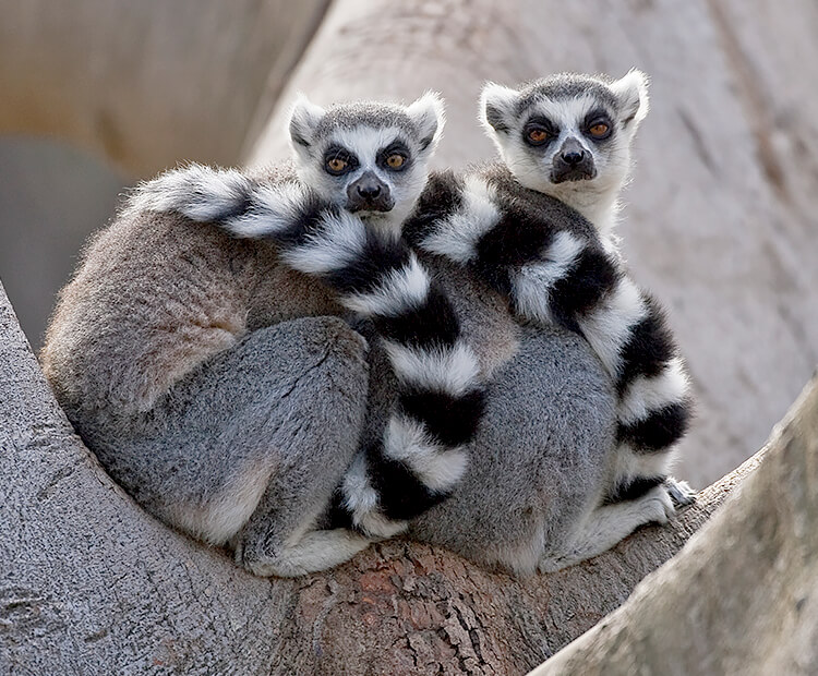 black and white animal