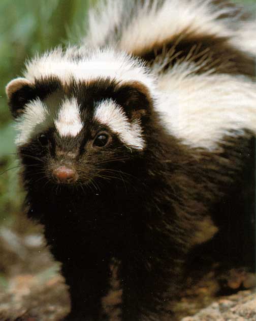 black and white animal