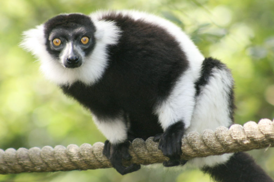 black and white animal