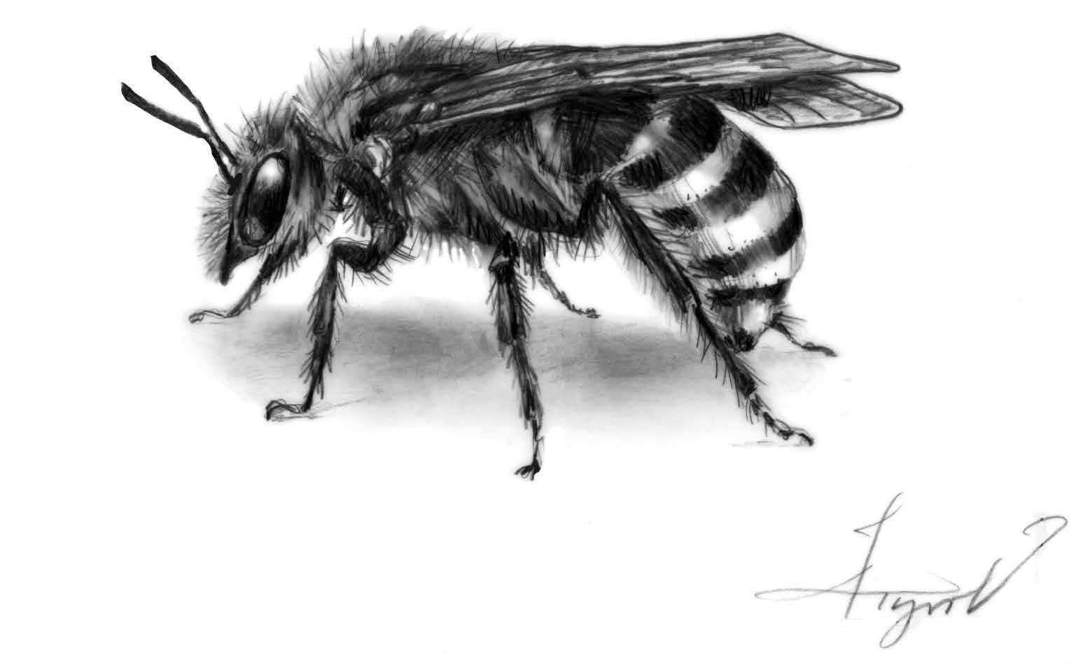 black and white bee