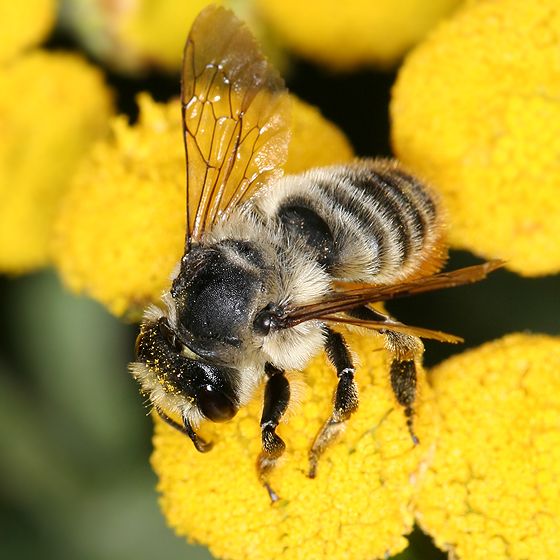 black and white bee