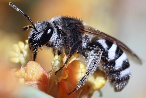 black and white bee