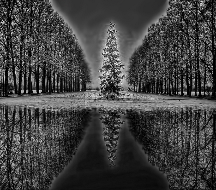 black and white christmas photos