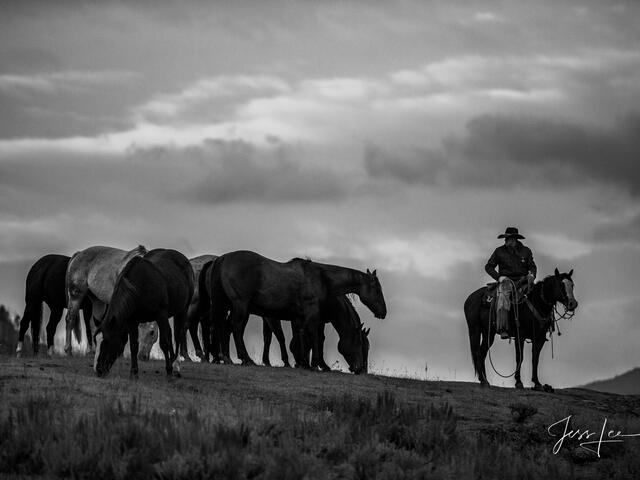 black and white cowboy pictures
