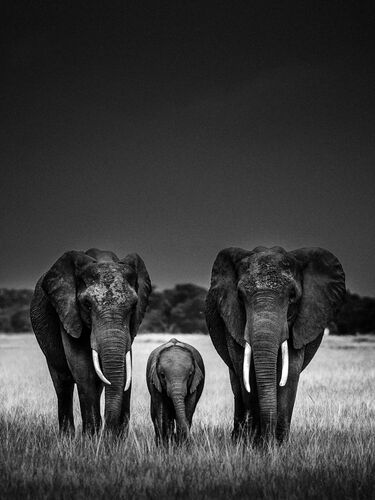 black and white elephants