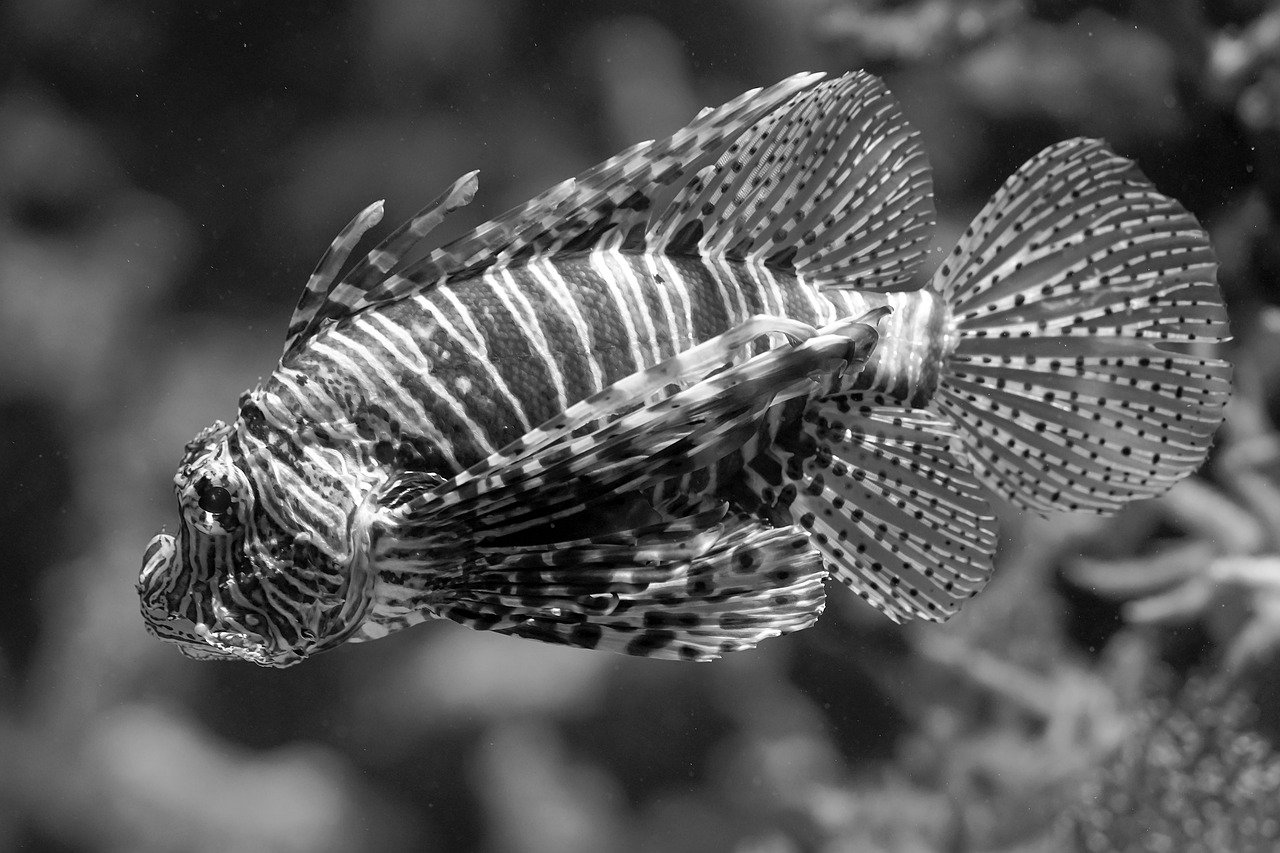 black and white fish pictures