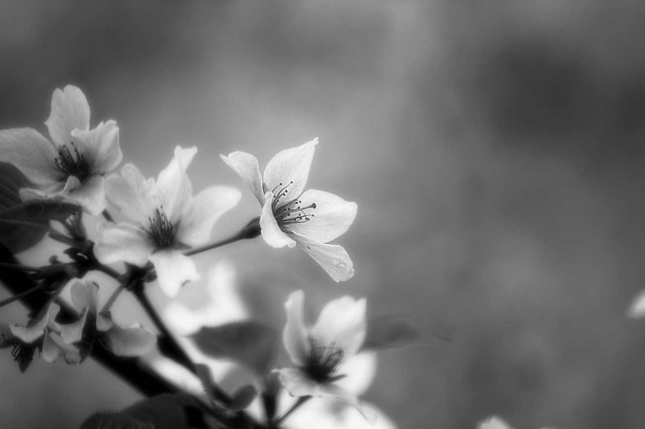 36 Beautiful Shots Of Black and White Flowers: Enjoy The Photo ...