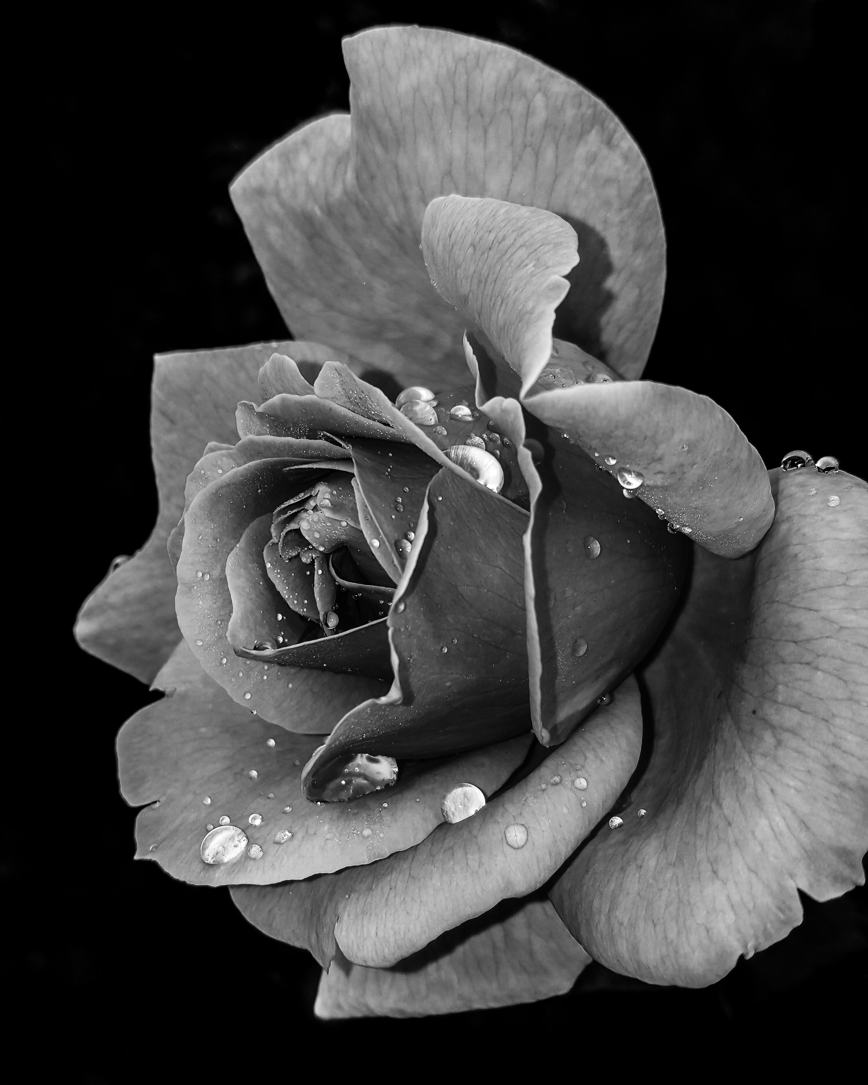 Flower Black And White Pictures | Download Free Images on Unsplash