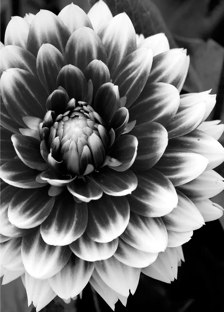 black and white flower