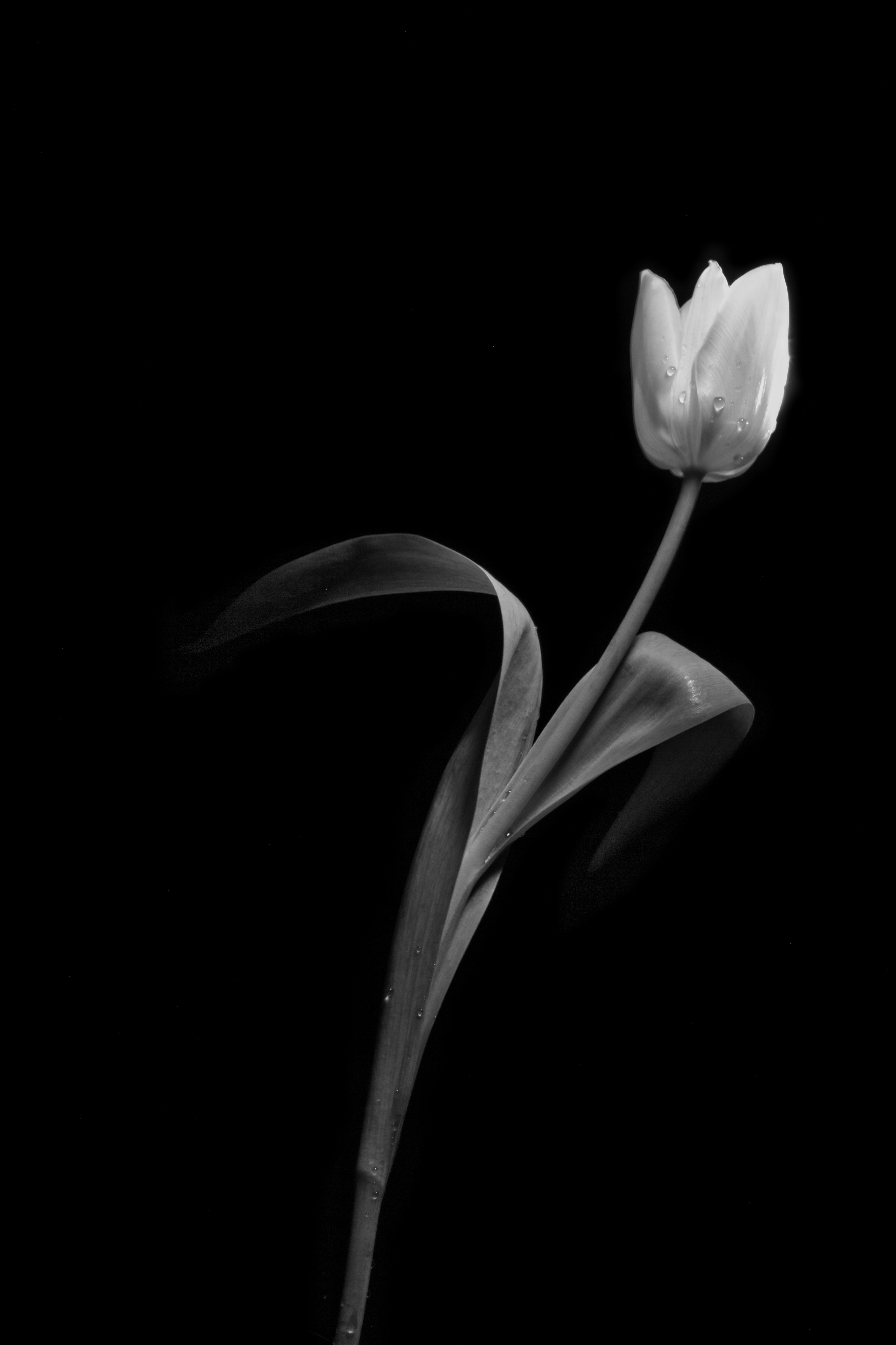 black and white flower
