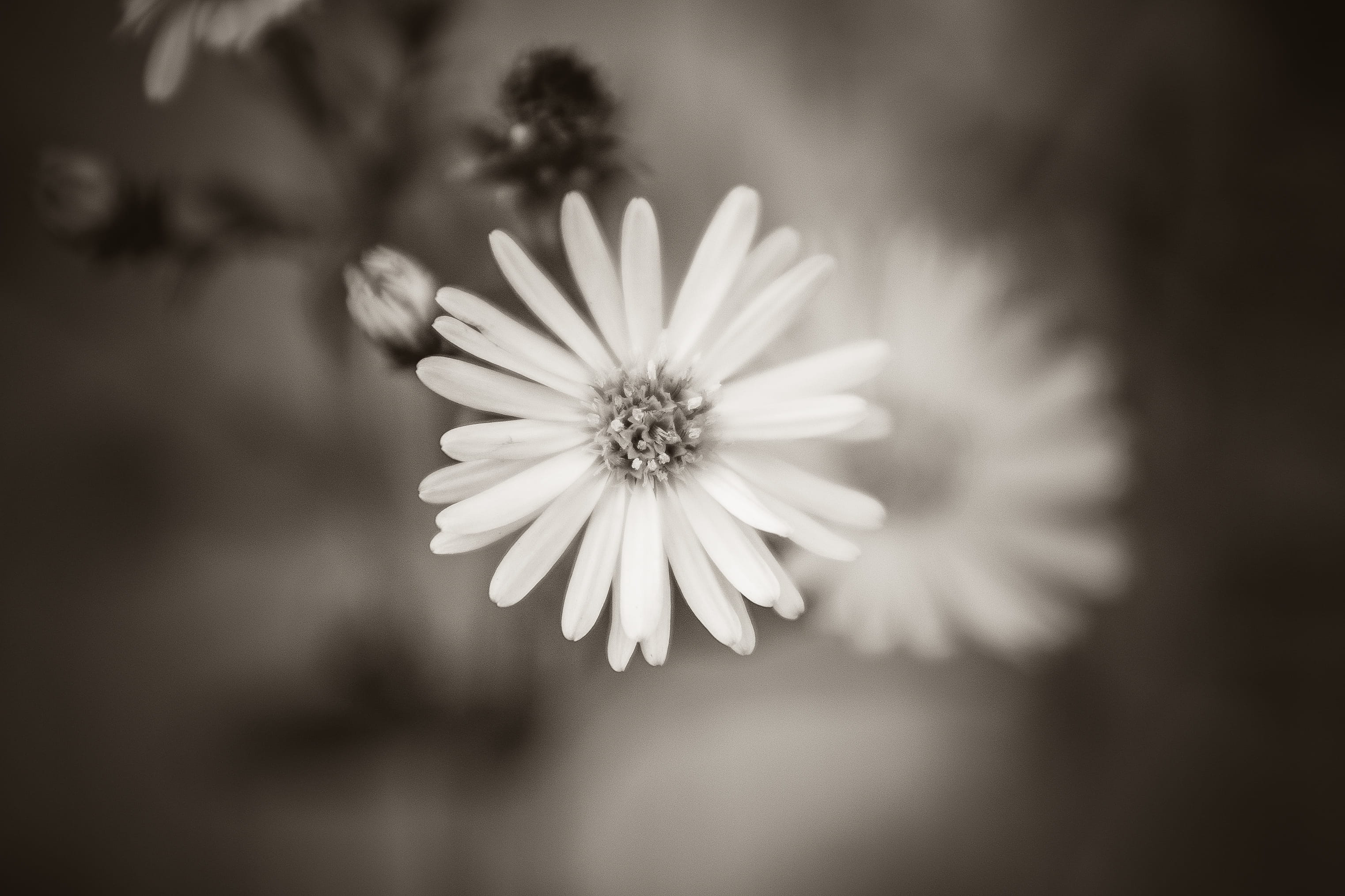 black and white flowers pictures
