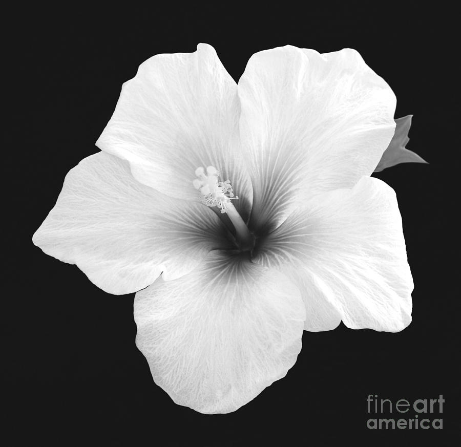 Hibiscus in black and white by Rosemary Calvert