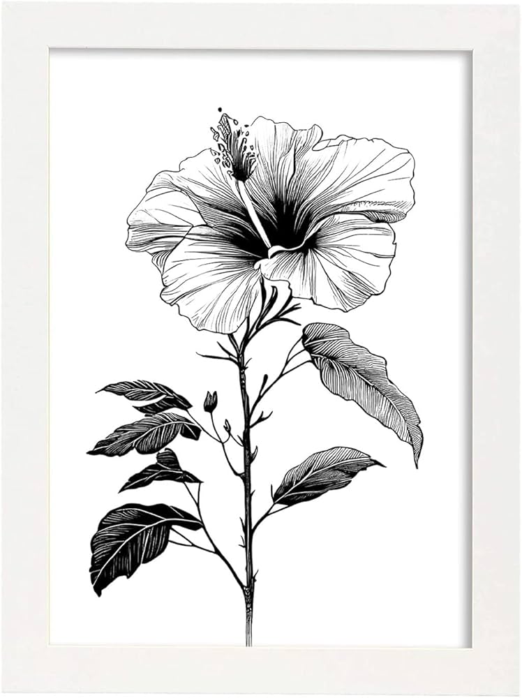 black and white hibiscus