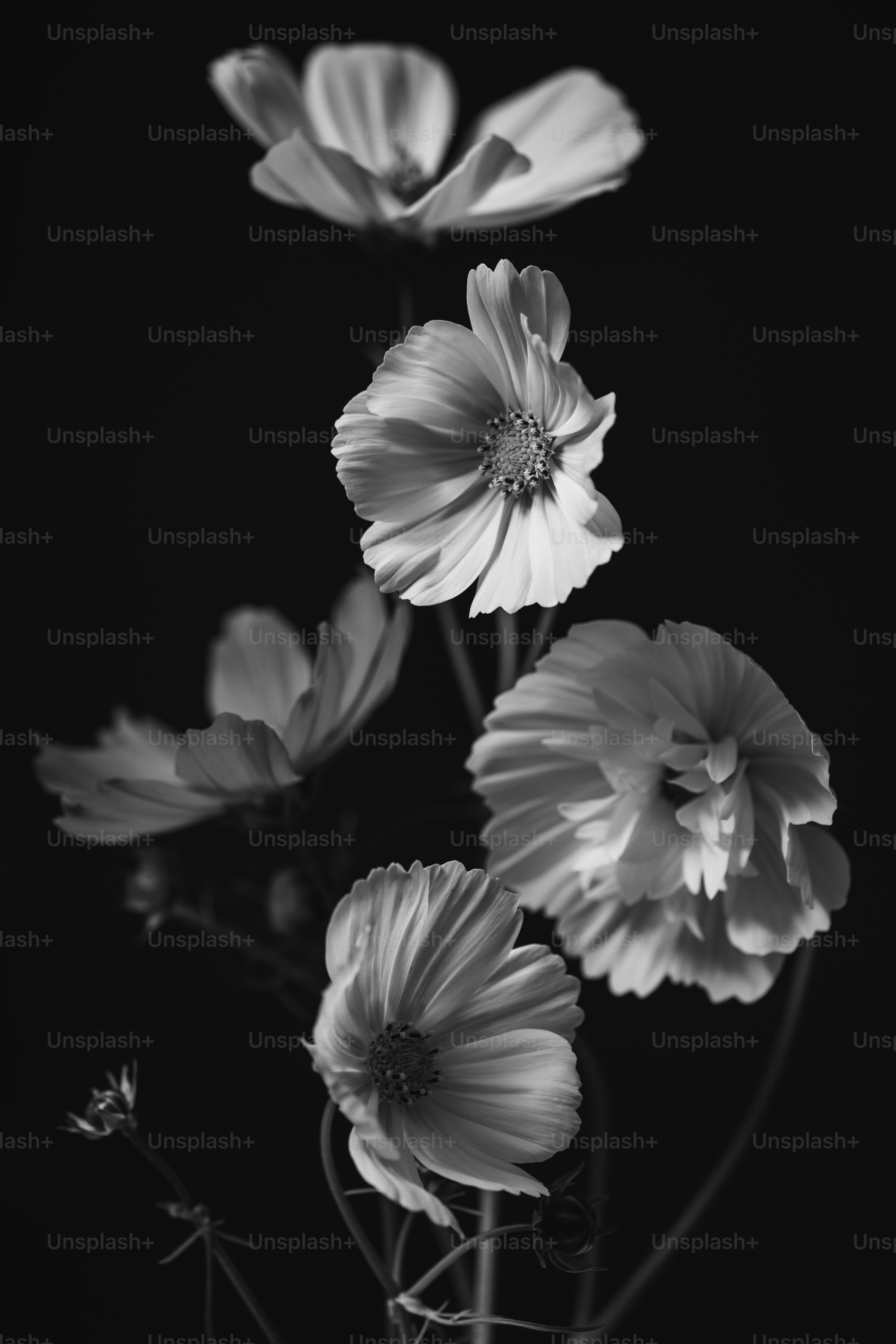 black and white images of flowers