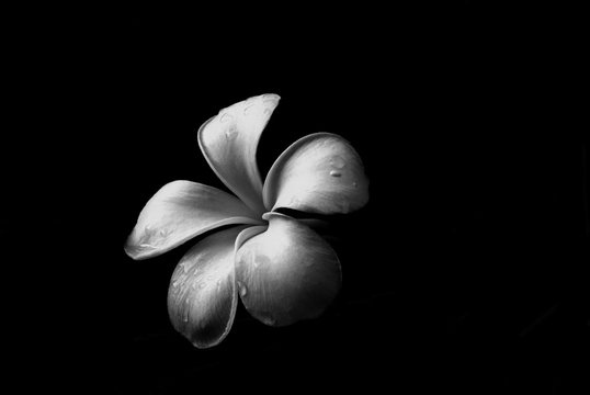 black and white images of flowers