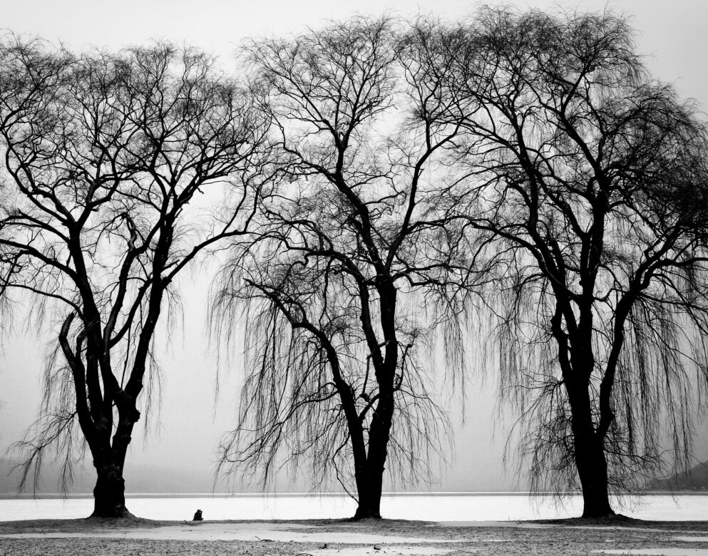 black and white images of trees
