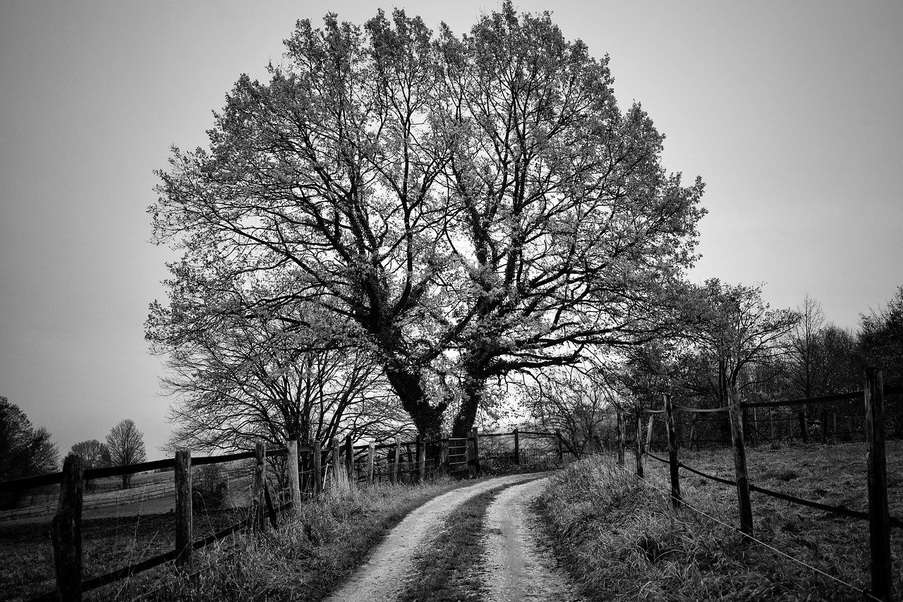 black and white images of trees
