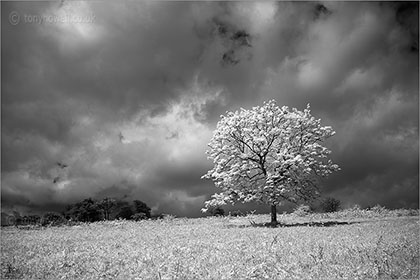 black and white images of trees