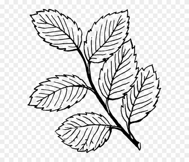 black and white leaves clipart