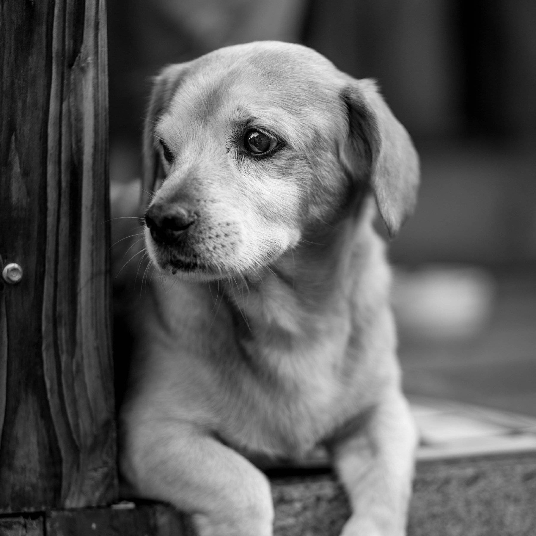 black and white pictures of dogs