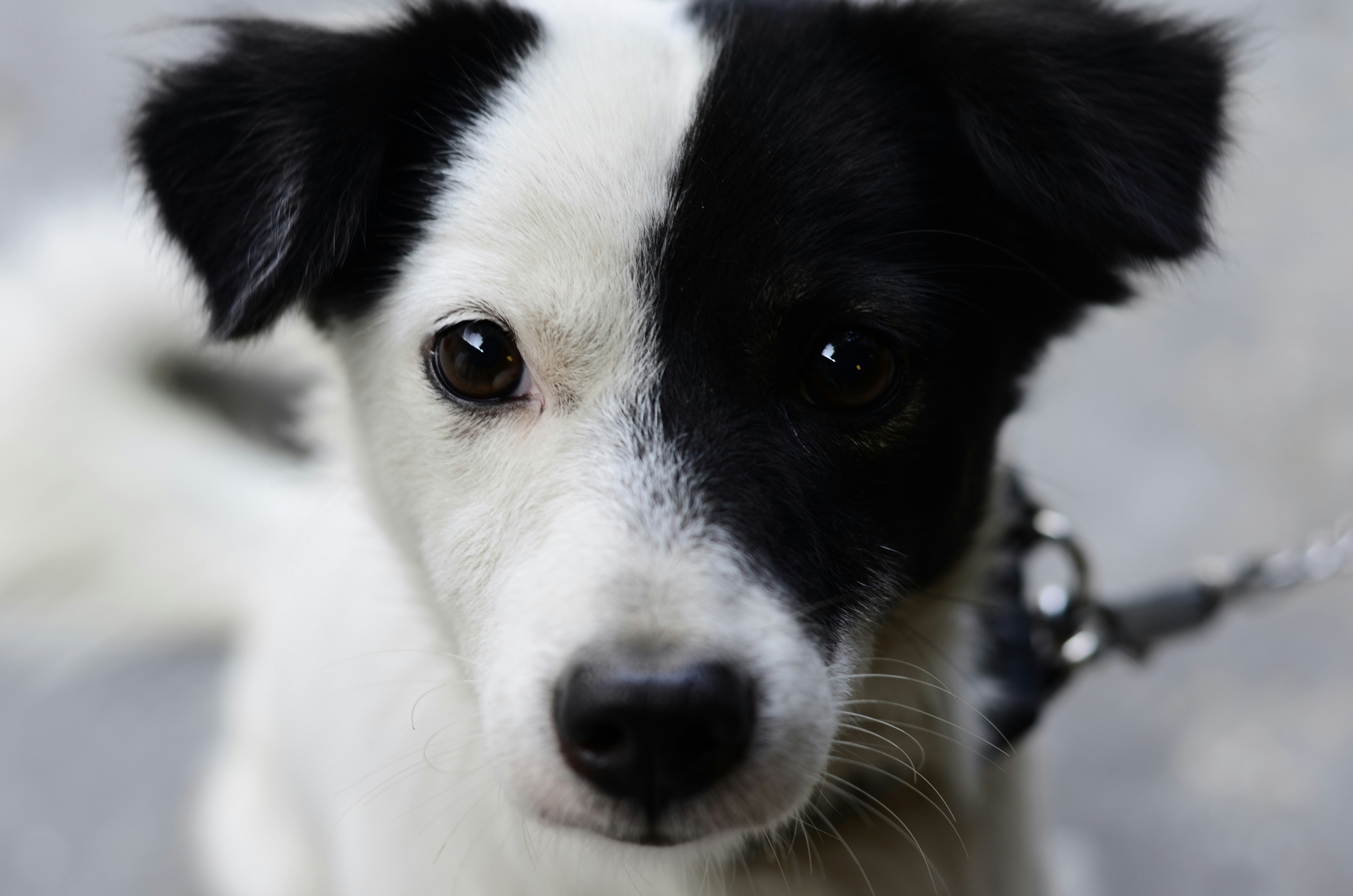 black and white pictures of dogs