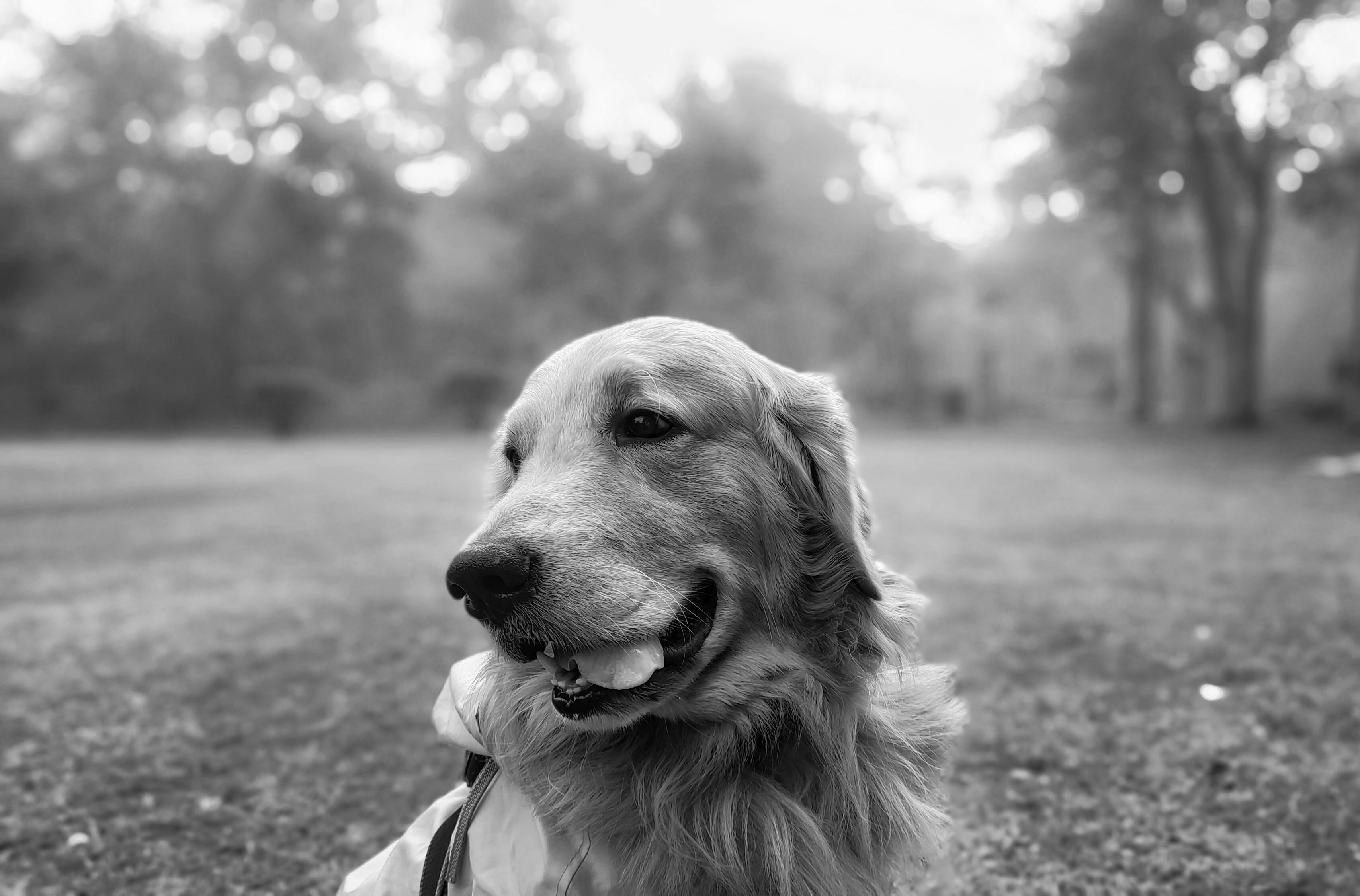 black and white pictures of dogs