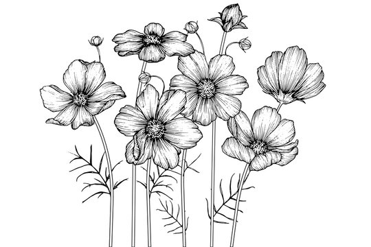 black and white pictures of flowers to draw
