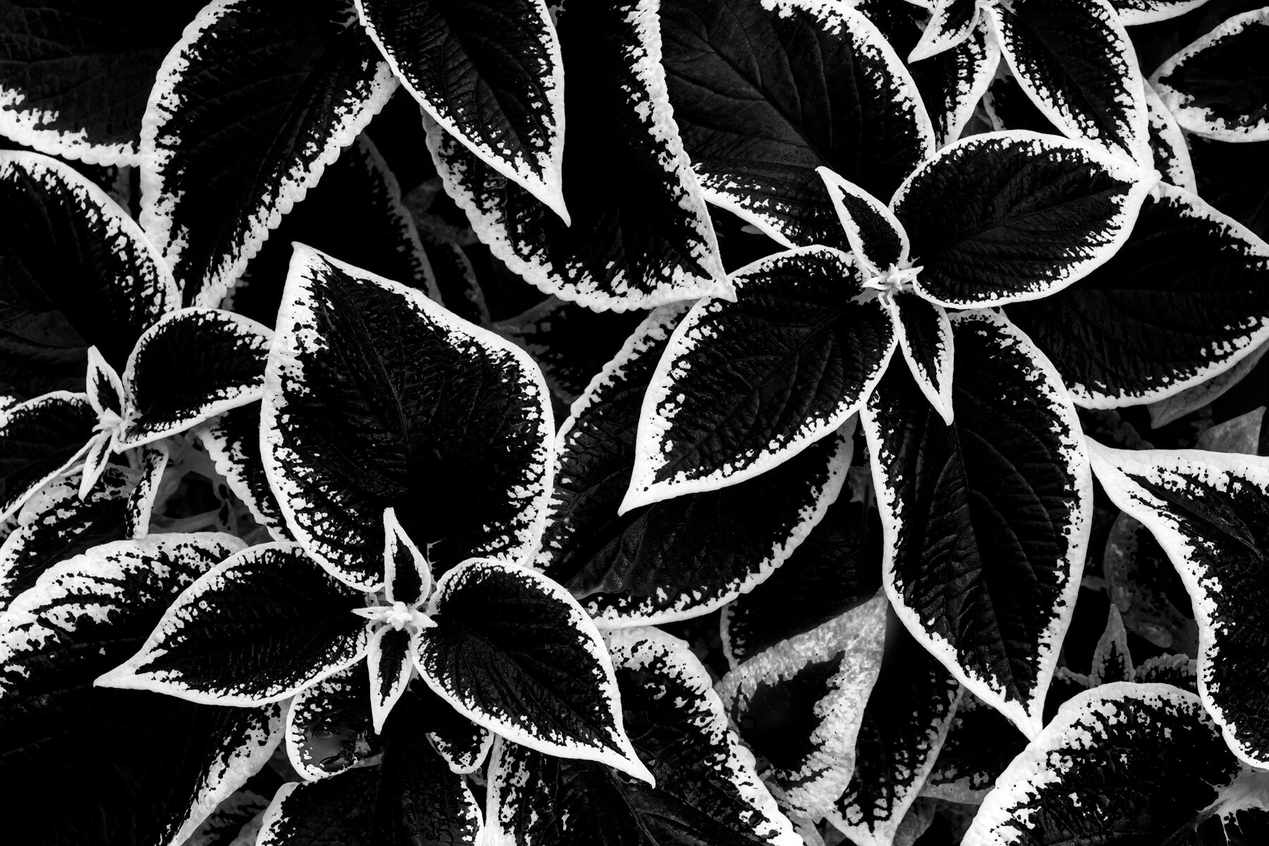 New Black and White Plant Photos — Sarah Marino &amp; Ron Coscorrosa ...