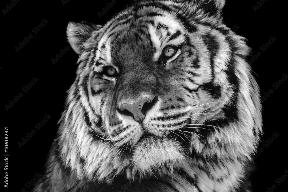 black and white tiger