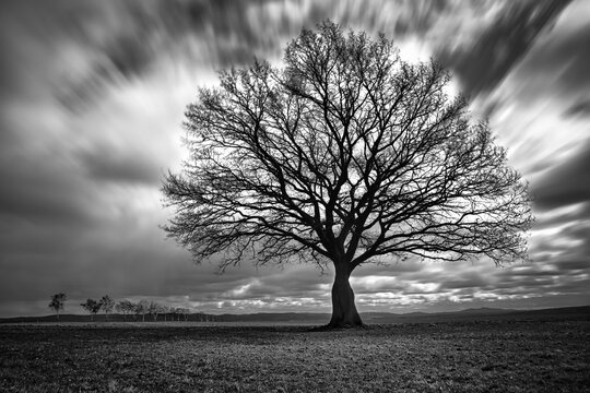 black and white tree images