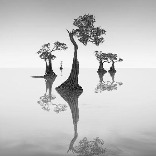black and white tree images