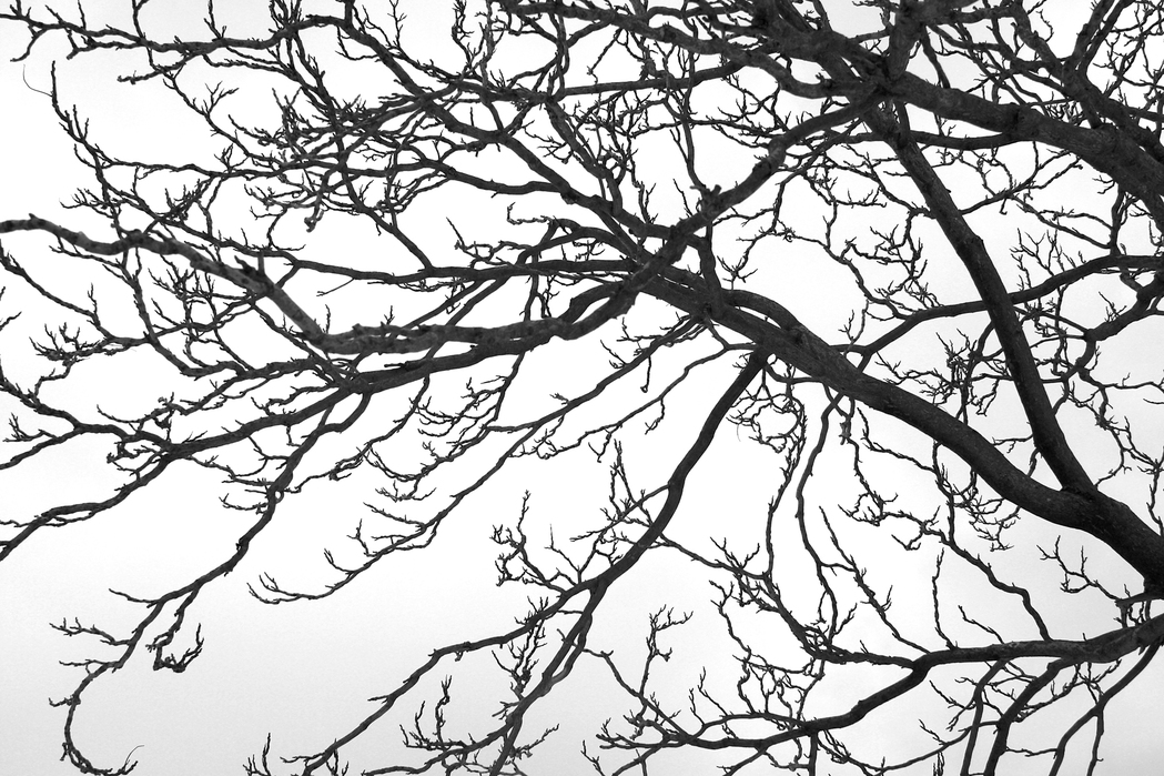 Black and White Tree