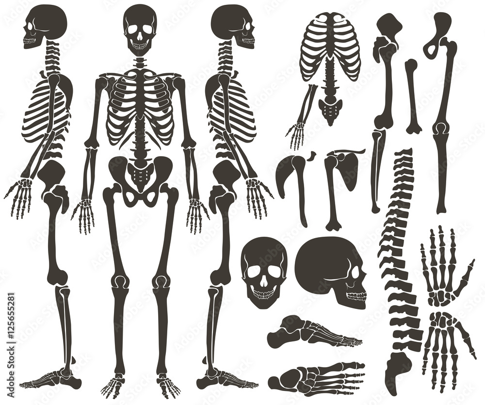 Human bones skeleton dark black silhouette collection. High ...