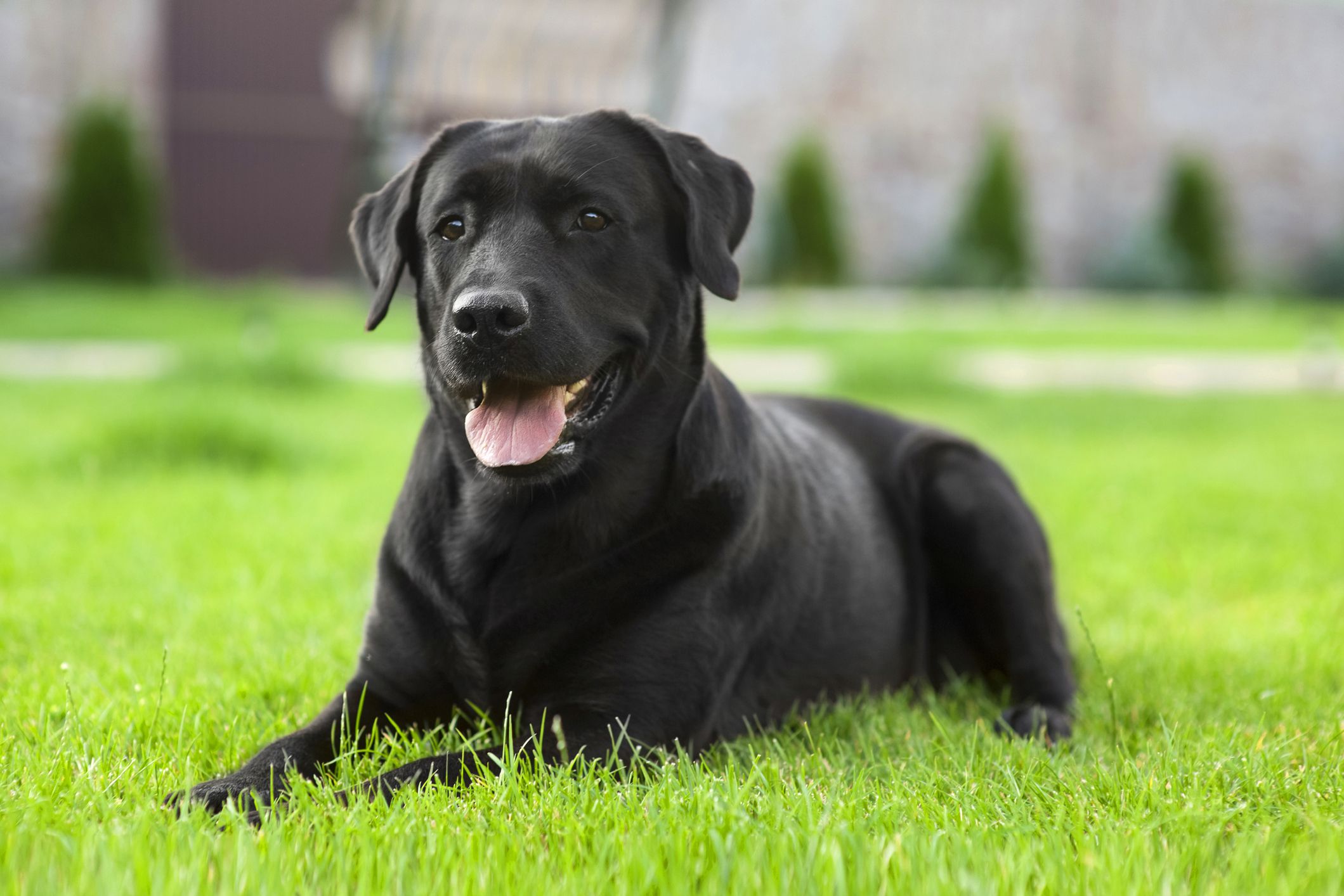 black dog