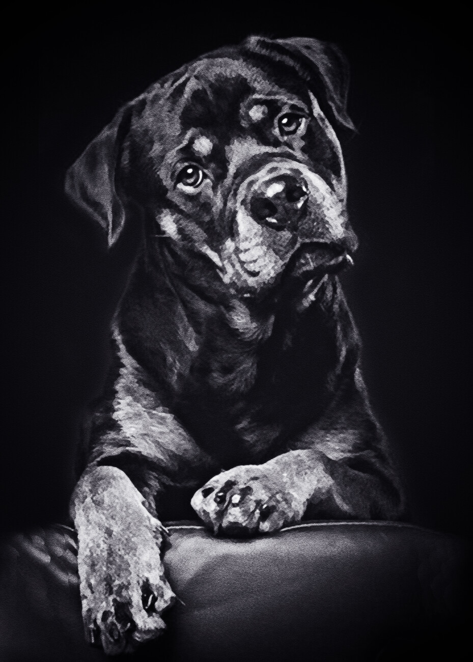 black dog