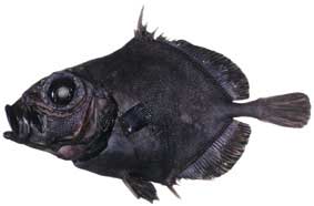 BLACK OREO DORY Photos, Info, Catch, Cook, Buy