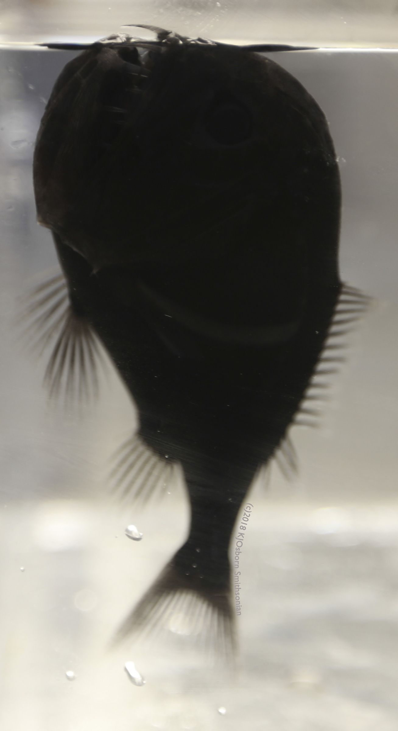 Scientists Find First Ultra-Black Color in Deep-Sea Fishes ...