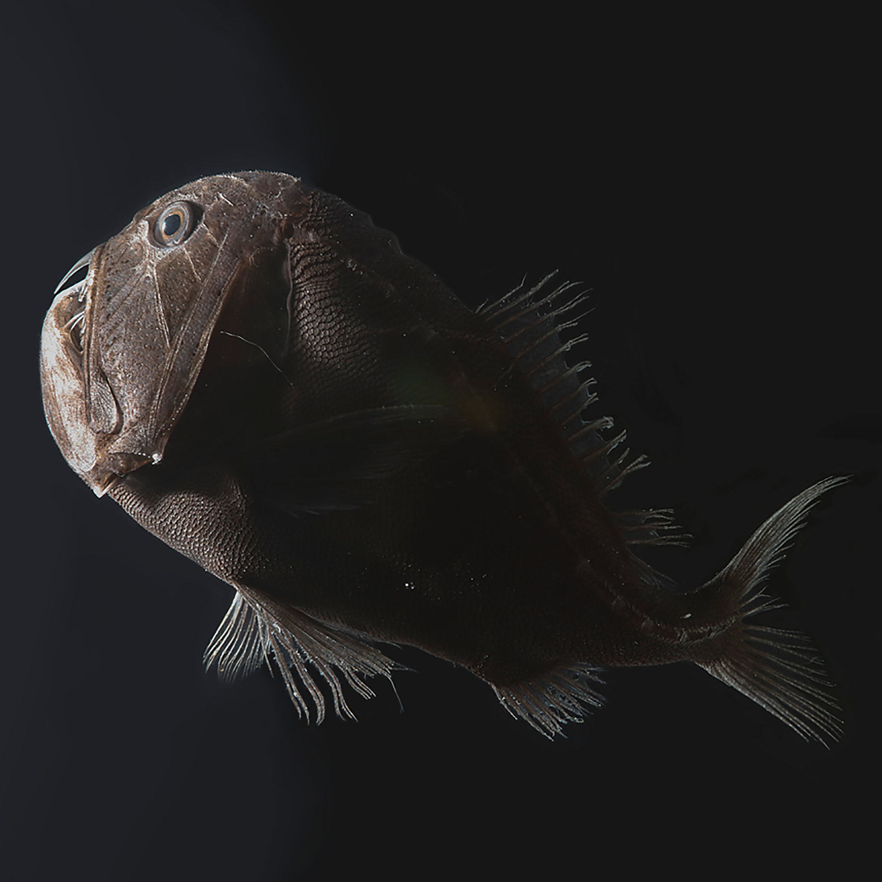 How Ultra-Black Fish Disappear in the Deepest Seas - The New York ...