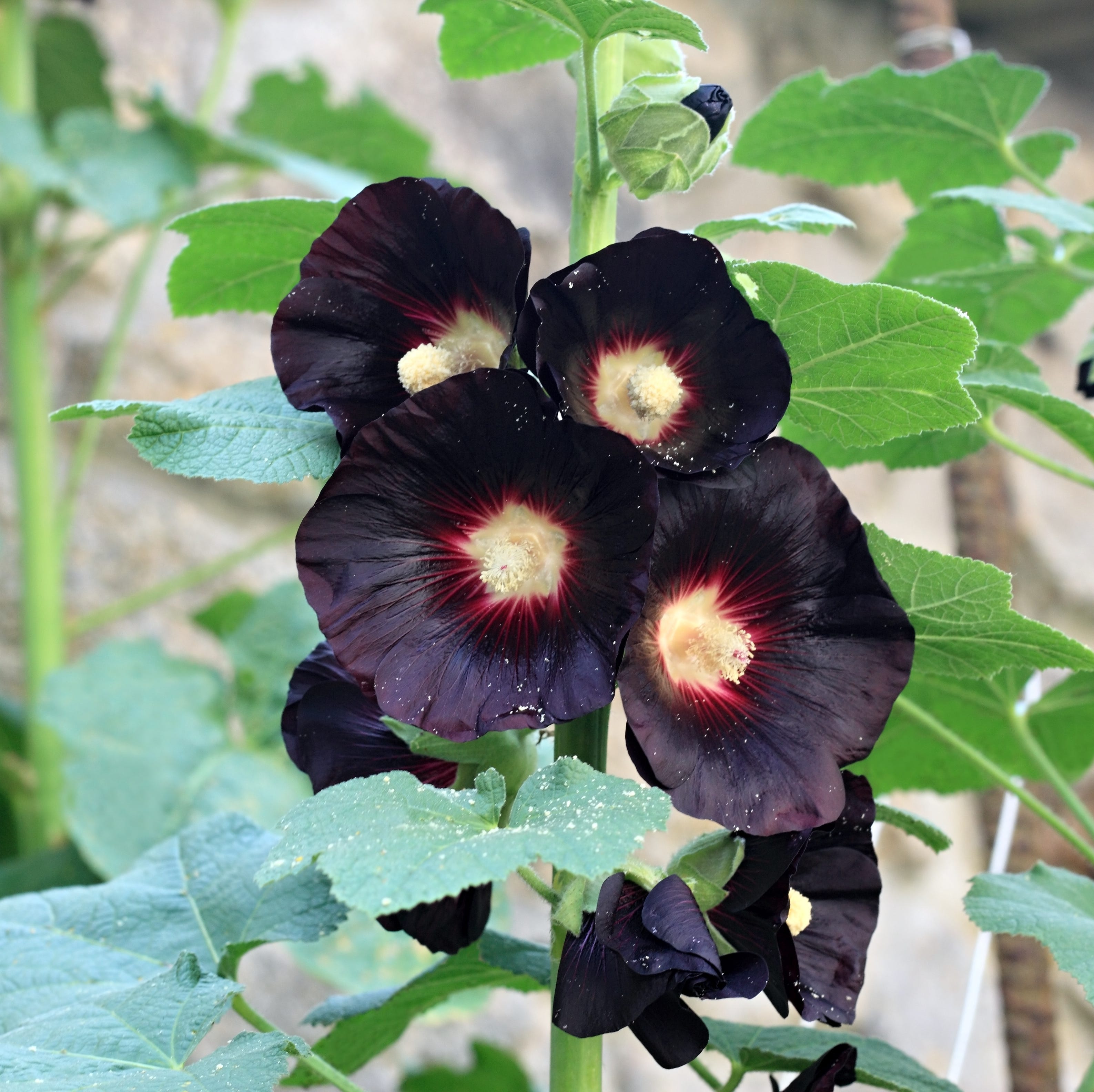 17 Black Flowers to Add Offbeat Charm to Your Garden