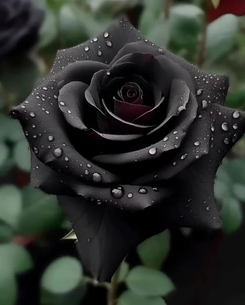 Hybrid Black Rose Flower Plant (2 Live Plant) : Amazon.in: Garden &amp; Outdoors