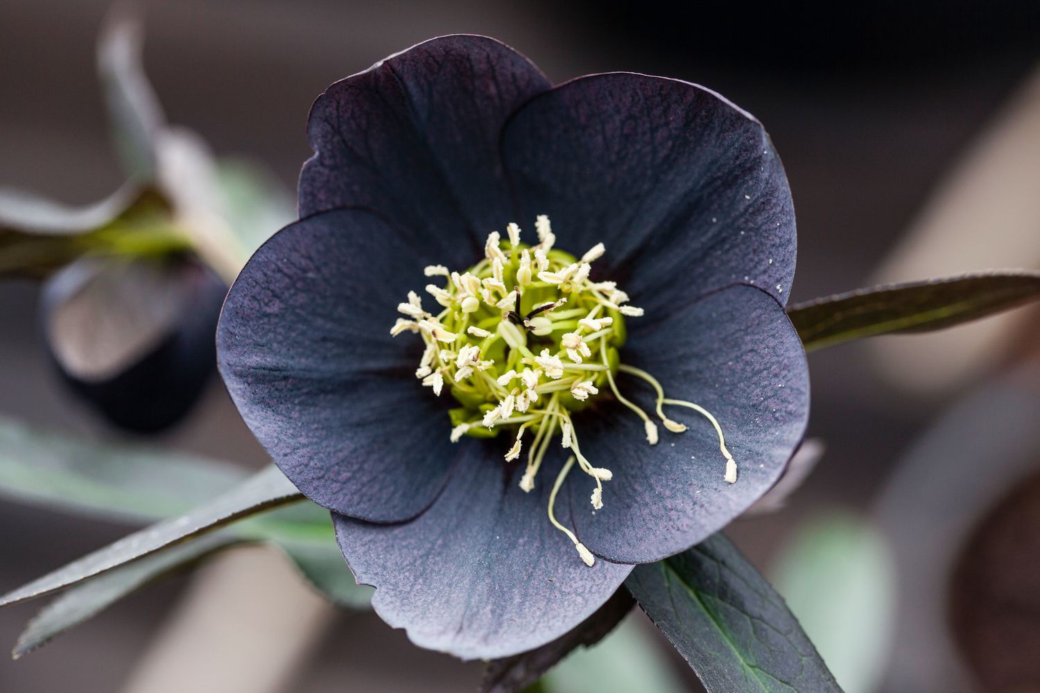 10 Black Flowers That Will Add Drama to Your Garden