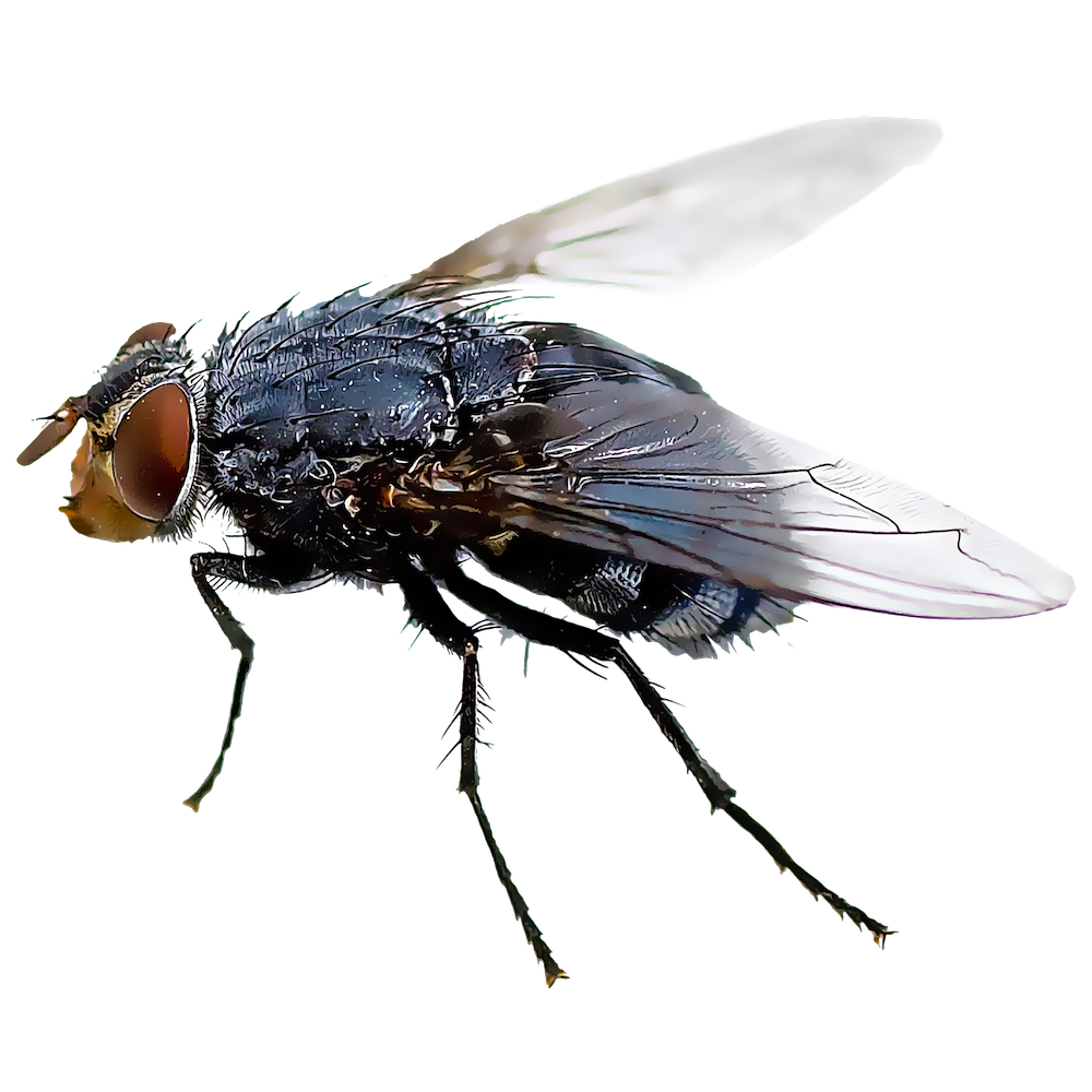 Identify and Control Black Flies
