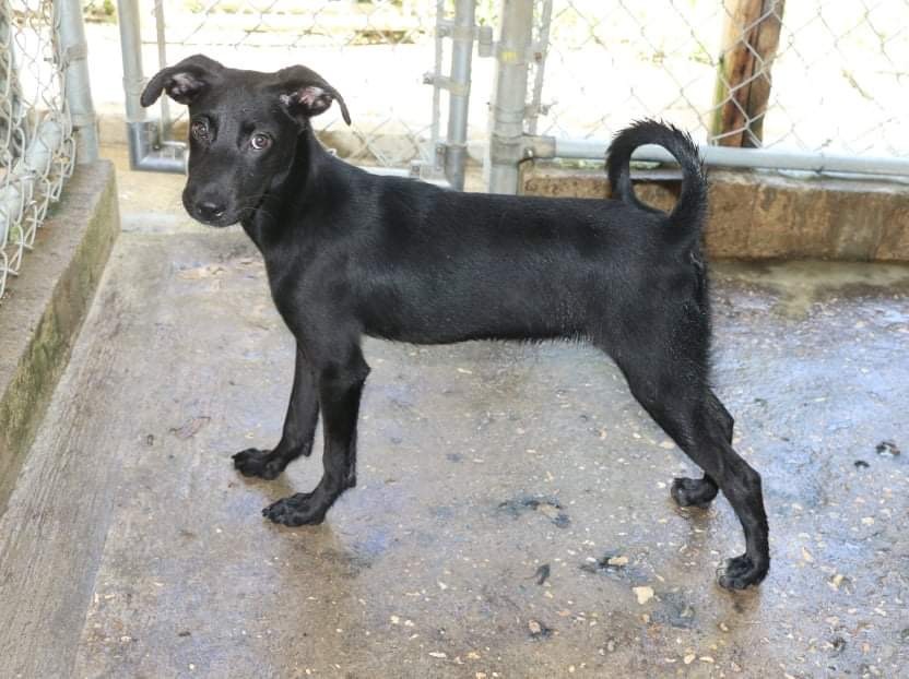black lab terrier mix pictures