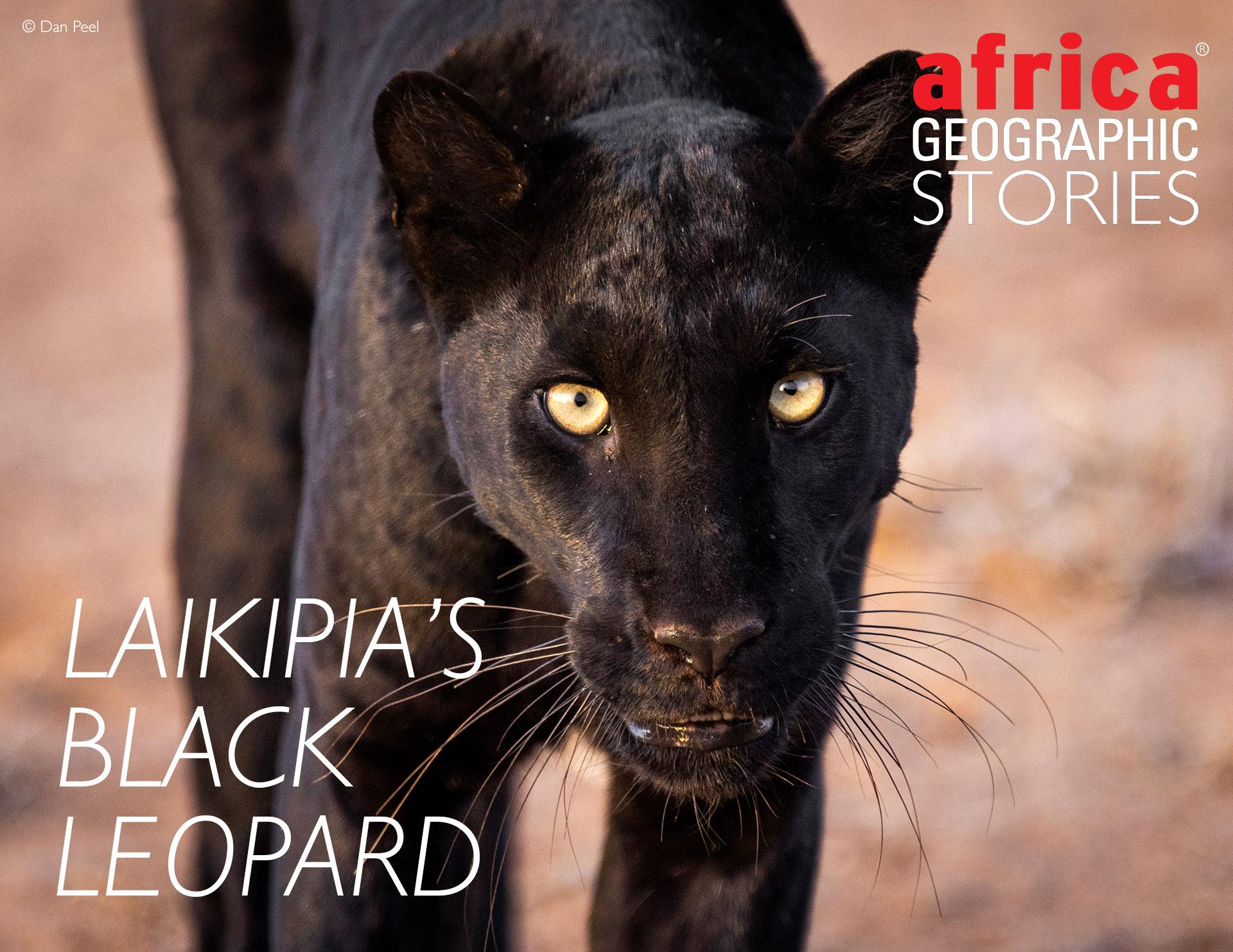 black leopards