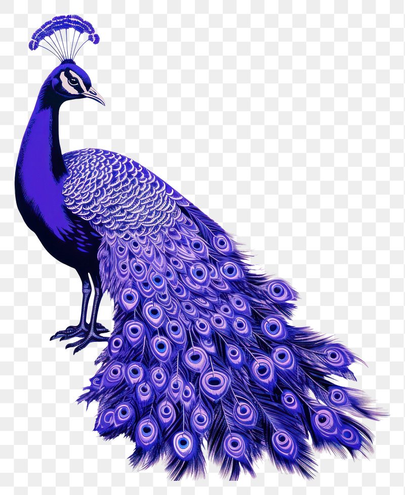 Peacock Black And White Images | Free Photos, PNG Stickers ...