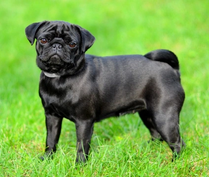 Why are Black Pugs so Popular? | Pets4Homes