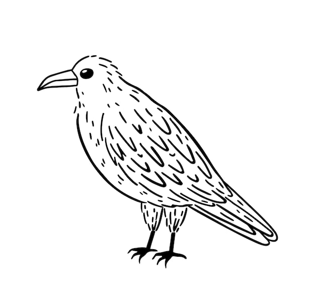 black raven cliparts